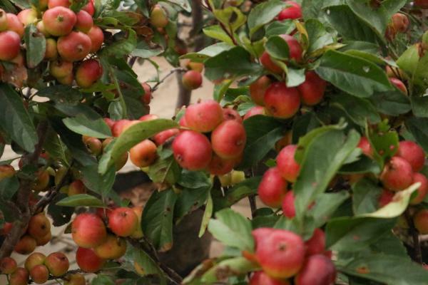 大叶海棠扦插方法:适合的季节、扦插图解