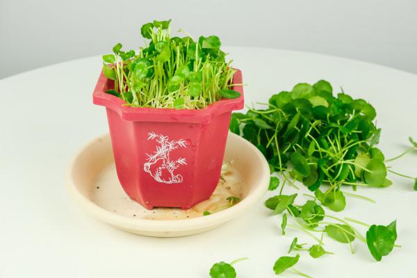 铜钱草土培怎么浇水,需要每天浇水吗