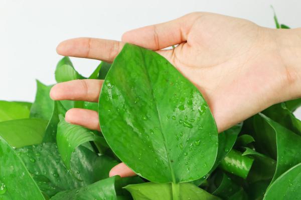 水培绿萝水里放淘米水好吗，能长得更旺盛吗，会烂根吗