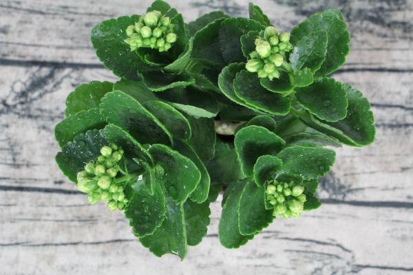 长寿花用什么水浇最好，能用淘米水浇吗