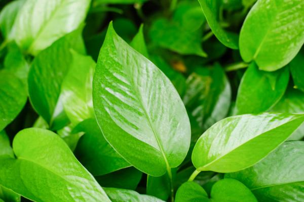 绿萝扦插快速生根方法，水培加白糖能快速生根吗