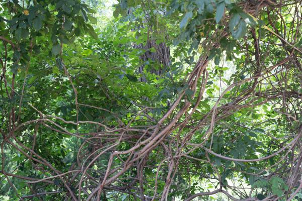 紫藤盆栽需要多大的盆（附盆栽种植方法）