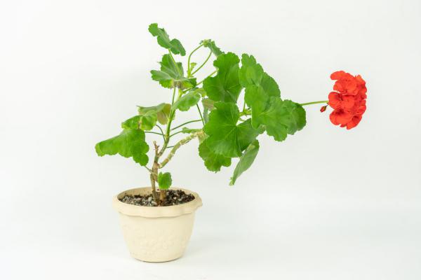 垂吊天竺葵怎么修剪，如何打顶，修剪时间是什么