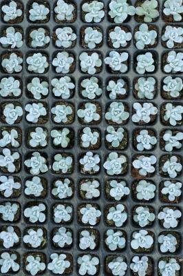 叶插多肉出芽后怎么办，只长根不发芽的原因是什么