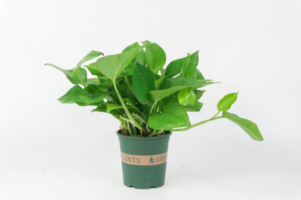 绿萝一片叶子能活么，可以水培生根繁殖么