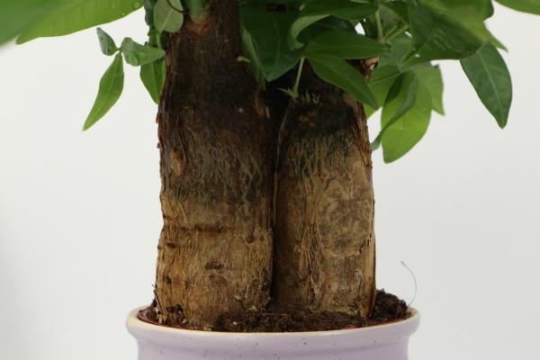 发财树只剩根还能活吗，烂根后重新生根方法