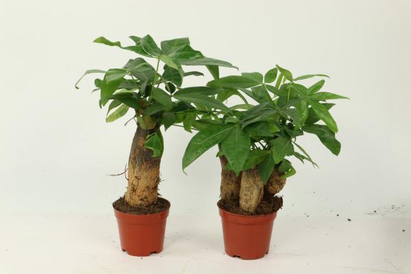 小发财树怎么养才茂盛,怎么浇水