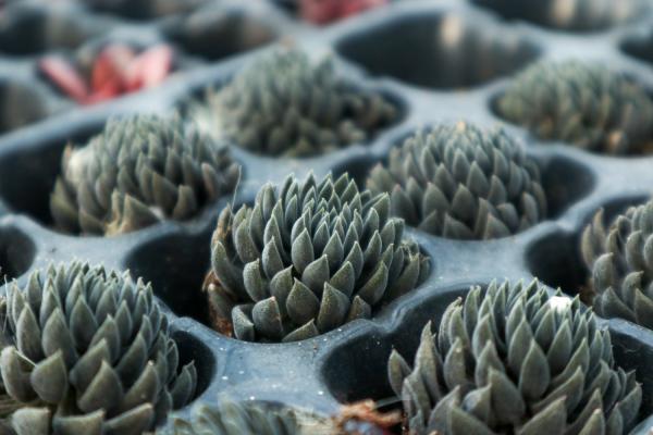 蓝豆多肉怎么养，怎么繁殖多爆头？