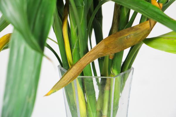 富贵竹放什么药生根快，老是不生根怎么办