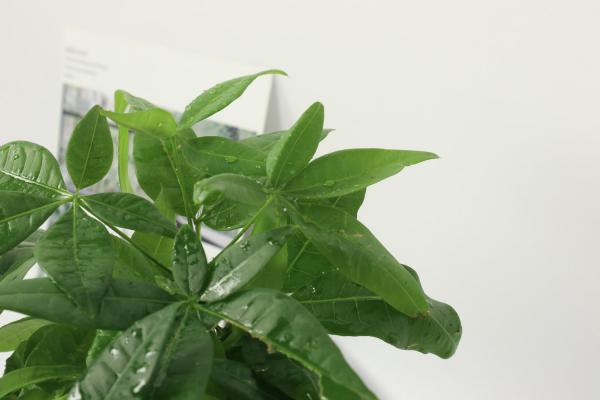 发财树长大后要换盆吗,什么时候换盆好