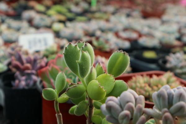 多肉熊掌“熊童子”怎么养胖，才能有红爪子？