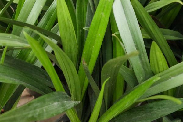 兰花怎么养才能旺盛、枝繁叶茂？