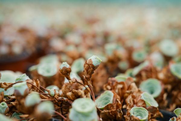 多肉山地玫瑰的养殖方法,怎么养才能爆盆?