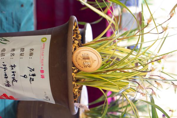 兰花烂根后用什么消毒，剪掉后怎么种？