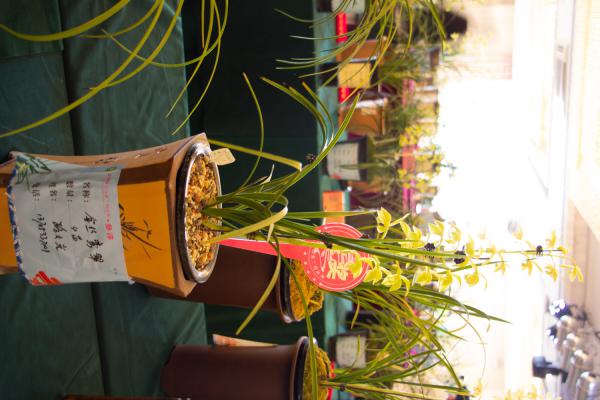 兰花没根怎样养出根来，可以用沙发根吗？