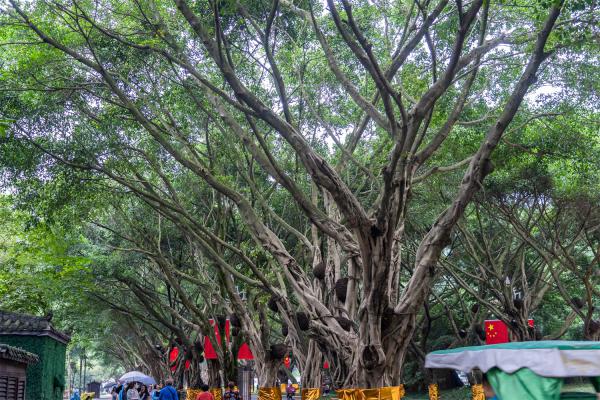 北方榕树盆景怎么养，冬天好养吗？