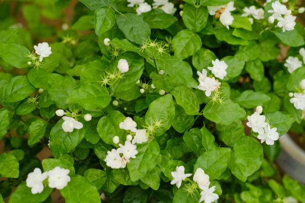 茉莉花冬天怎么养