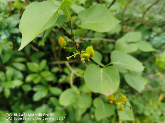 丁香花怎么养