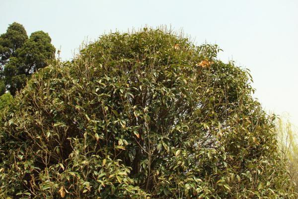 桂花叶子掉光怎样补救