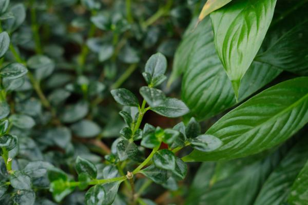 金鱼吊兰秋天怎么养