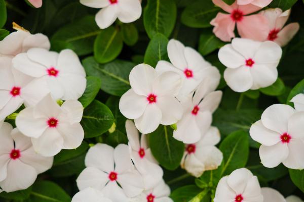 长春花秋天怎么养