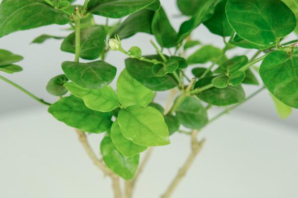 “茉莉”秋冬这么养，过完年绿芽发不断，开花满园香！