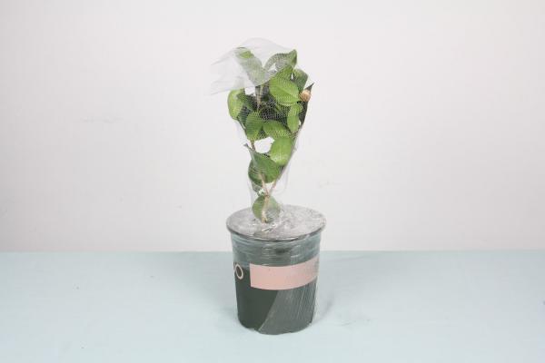 山茶花秋天怎么养