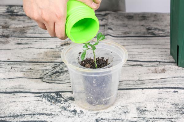 米兰花秋天怎么养