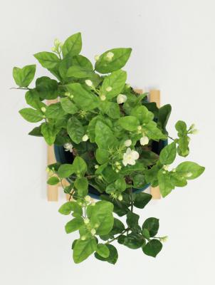 茉莉花怎么养
