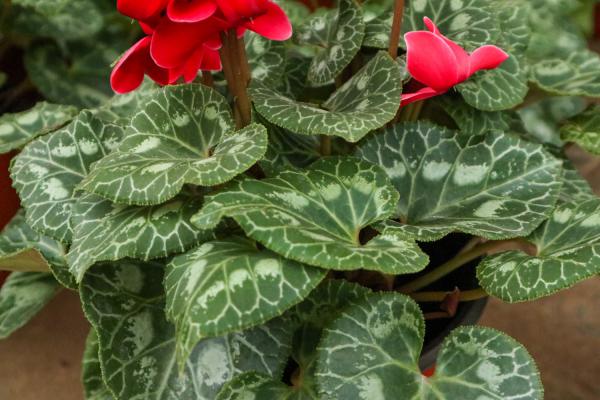 仙客来夏天怎么办