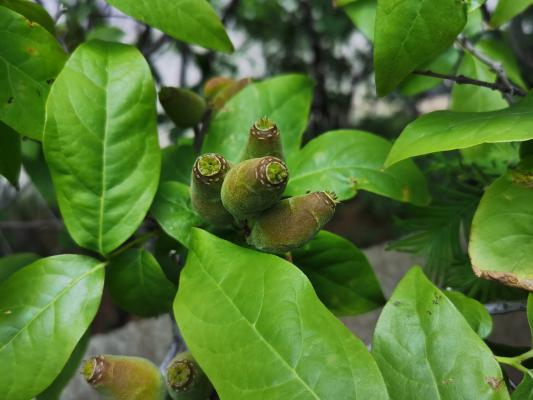 腊梅种子种植方法