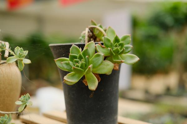 新买的多肉要洗根吗