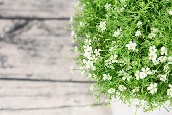 满天星秋天怎么养