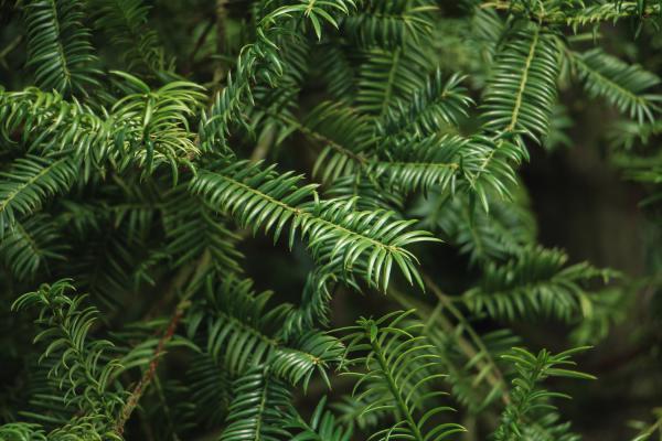 红豆杉秋天怎么养