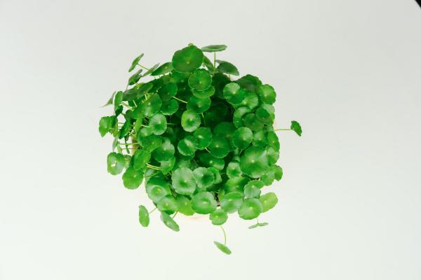 铜钱草怎样分盆