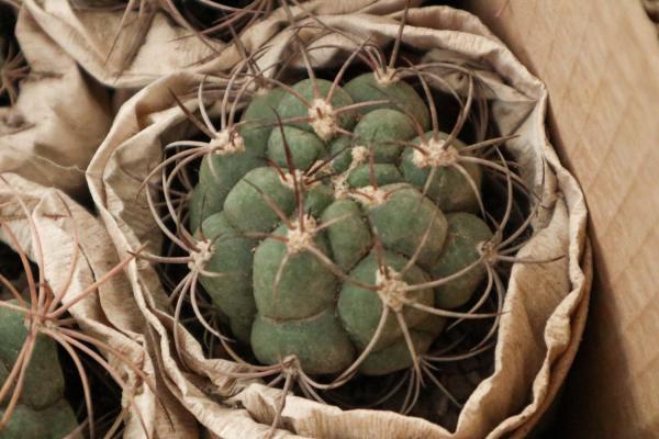 水培仙人球怎么养