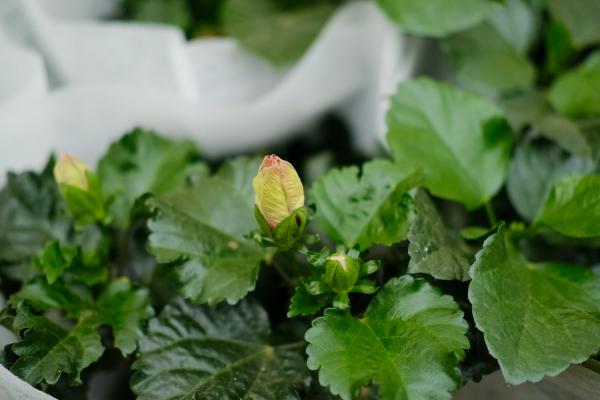 扶桑花怎么养
