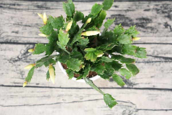 “蟹爪兰”这么养，叶子坚挺有力，花开不断