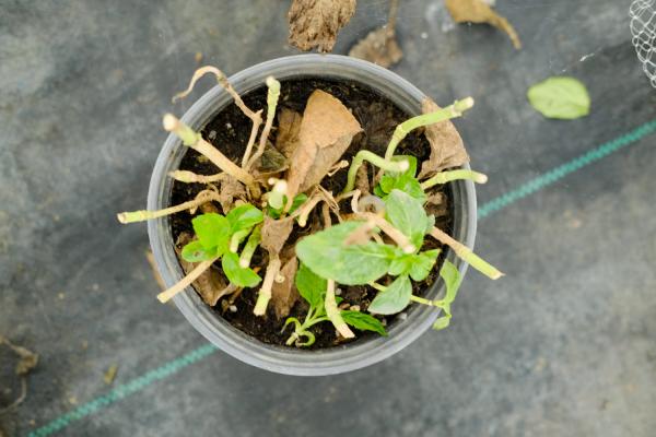 绣球花的养殖方法