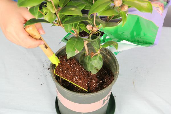 茶花扦插生根最快方法