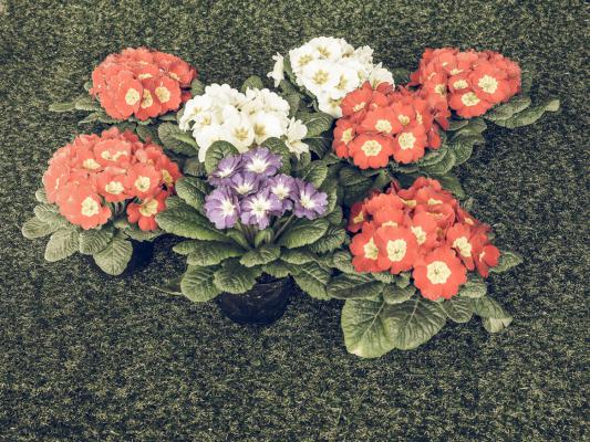 报春花怎么种