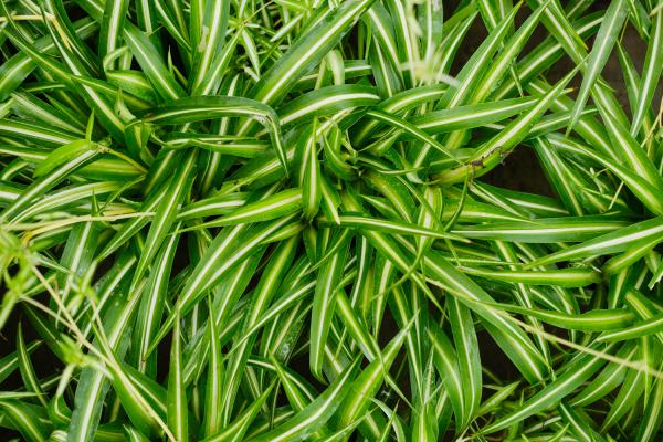 养护吊兰，大爷有诀窍，每次只浇这种水，枝条长得收不住...