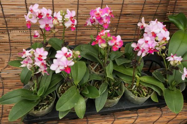 蝴蝶兰怎么修剪