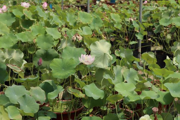 莲花的养殖方法和注意事项