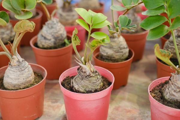 金钱树可以浇淘米水吗