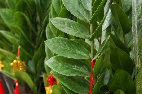 金钱树怎么爆盆