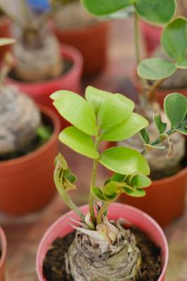 金钱树怎么分盆