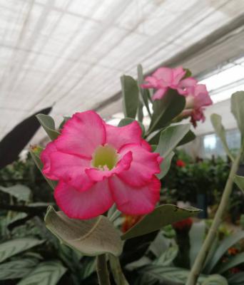 飘香藤好养吗