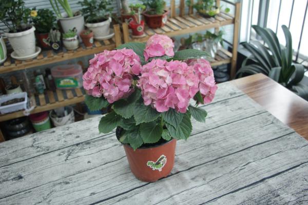 绣球花怎么在花瓶里养