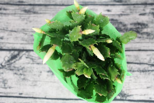 朋友养蟹爪兰有“妙招”，扦插时沾点“它”，几天冒出大...